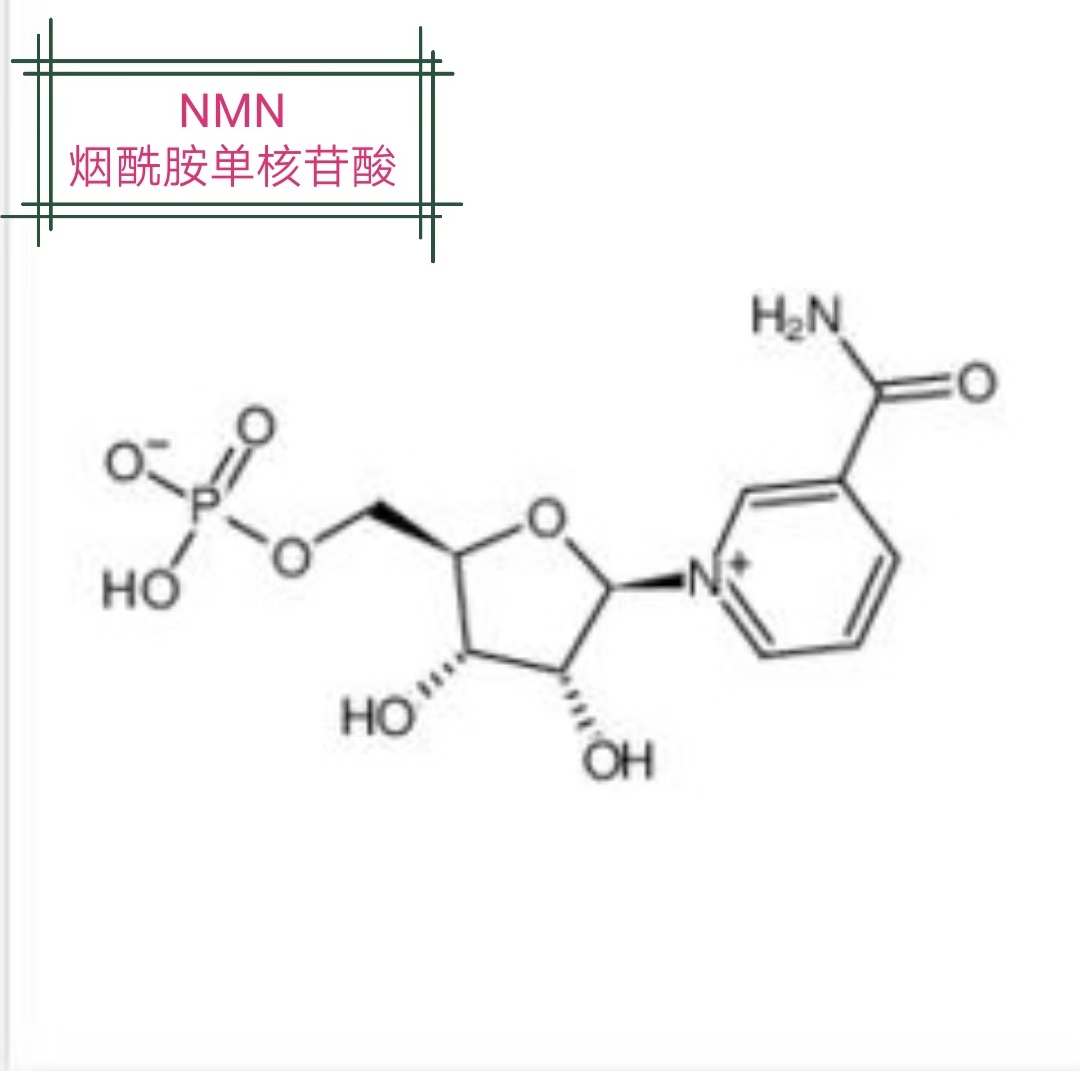 β-烟酰胺单核苷酸 nmn